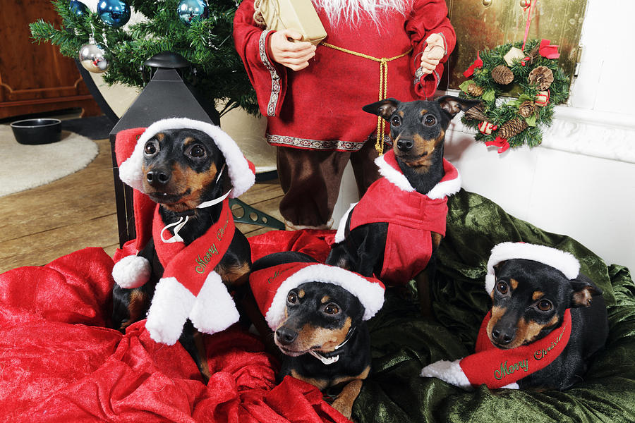 Christmas Doggies Photograph by Christian Lagereek