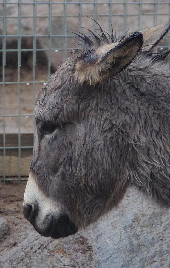 Christmas Donkey Photograph by Phyllis Spoor