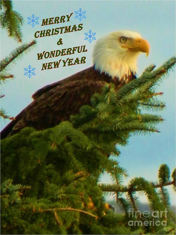 Christmas Eagle Photograph by Gallery Of Hope 