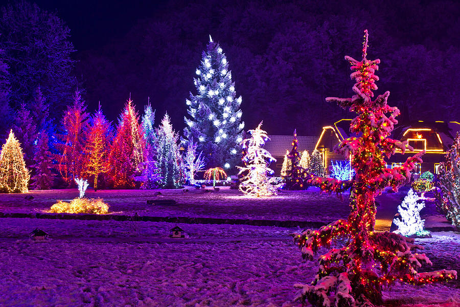 Christmas fantasy park forest in xmas lights Photograph by Brch Photography