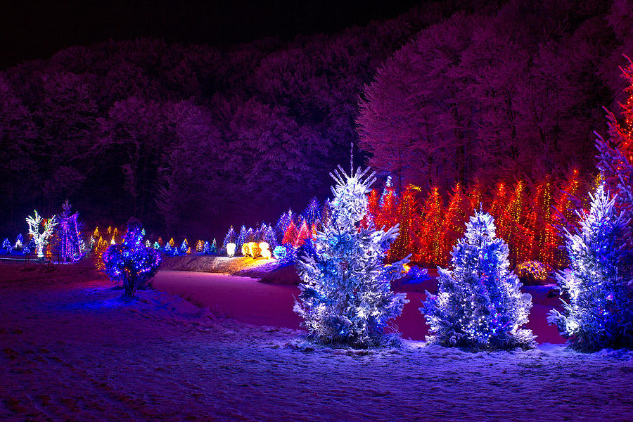 Christmas fantasy pine trees in xmas lights Photograph by Brch Photography