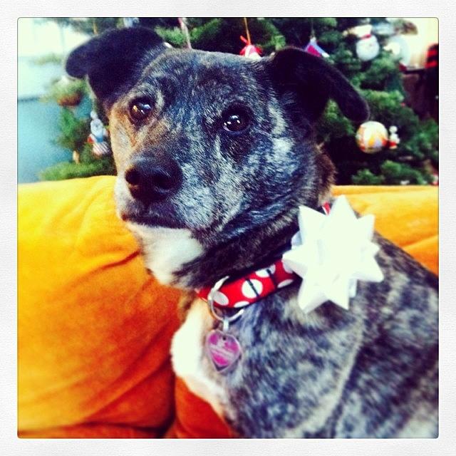 Christmas Photograph - #christmas #fergram #dogsofinstagram by Tristan Thames