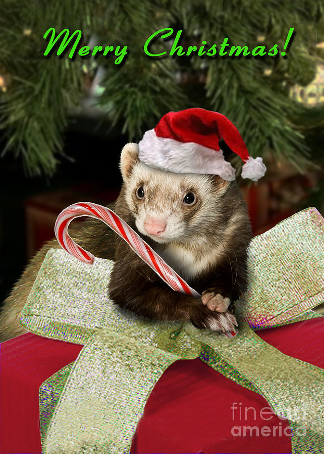 Christmas ferret 2024