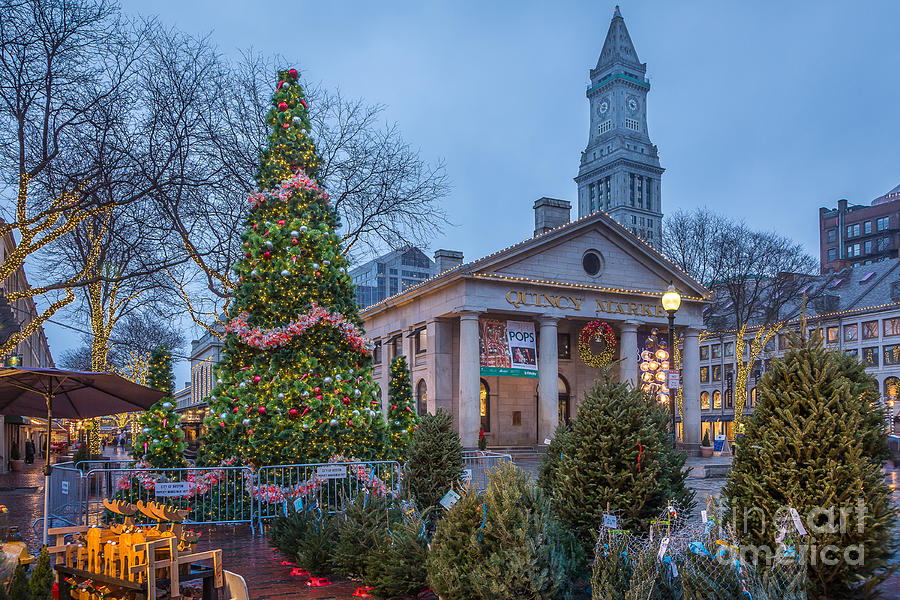 Christmas Forest at Quincy Market Photograph by Susan Cole Kelly