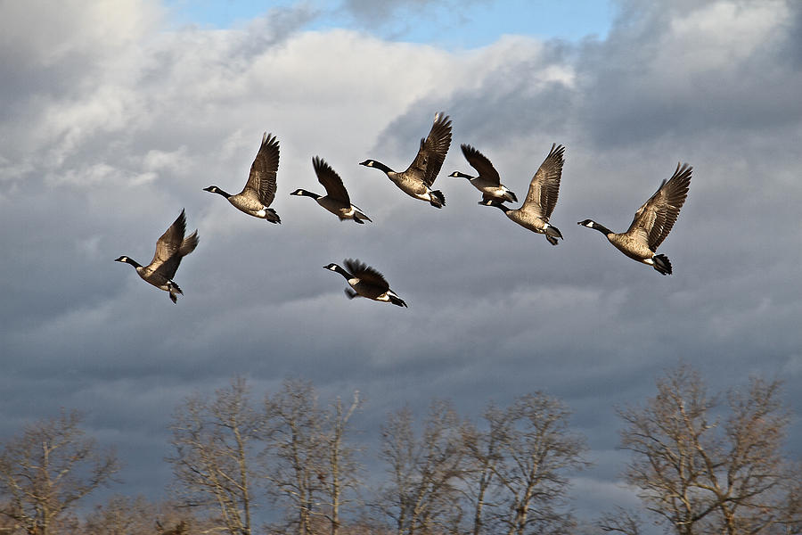Christmas Geese Photograph by Donna Quante