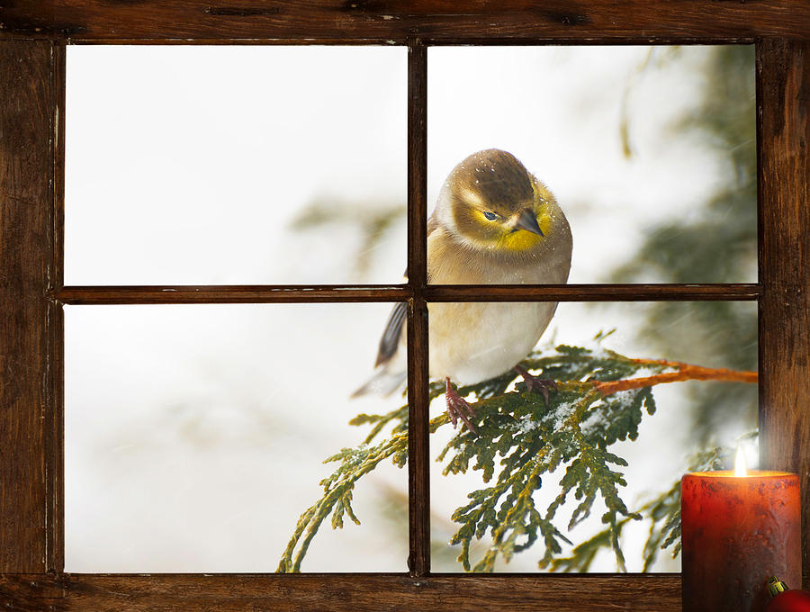 Christmas Photograph - Christmas Goldfinch. by Kelly Nelson