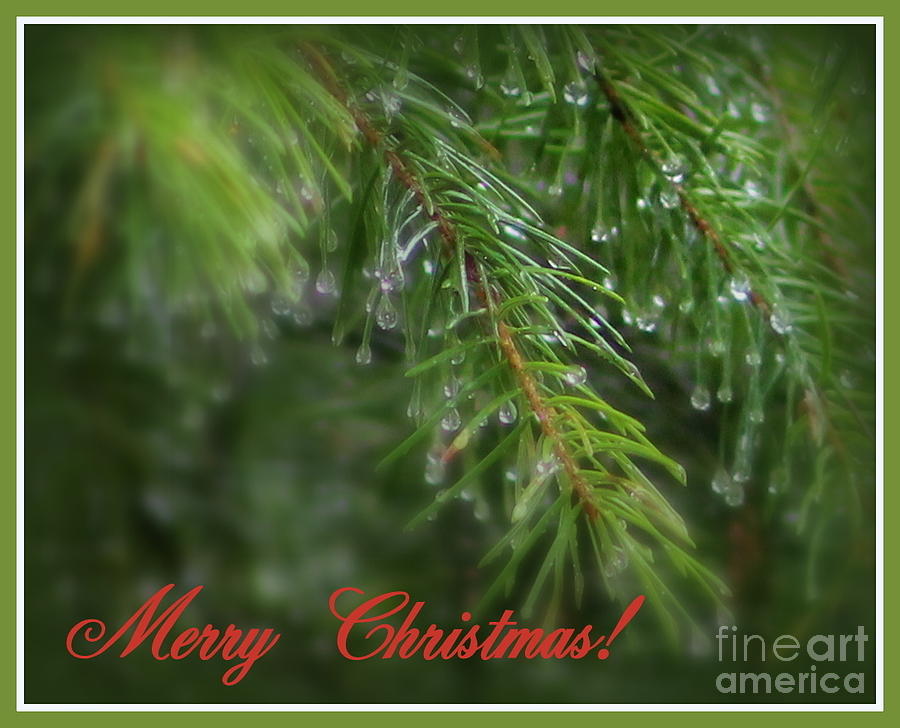 Christmas Greenery Photograph by Leone Lund