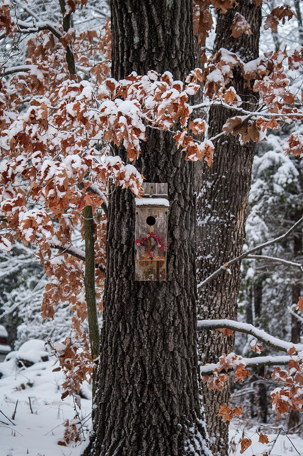Winter Photograph - Christmas Greetings by Wayne Meyer