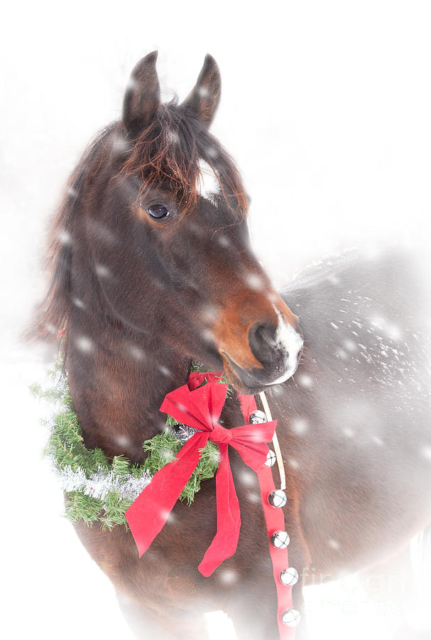 Christmas Horse in Snow Photograph by Sari ONeal