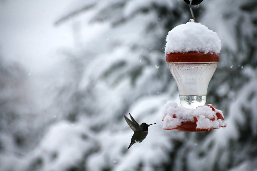 Christmas Hummingbird Photograph