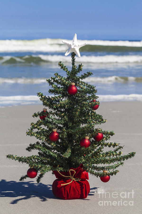 Christmas In Florida Photograph by Diane Macdonald