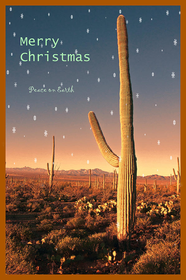 Christmas in the Desert Photograph by Barbara Manis