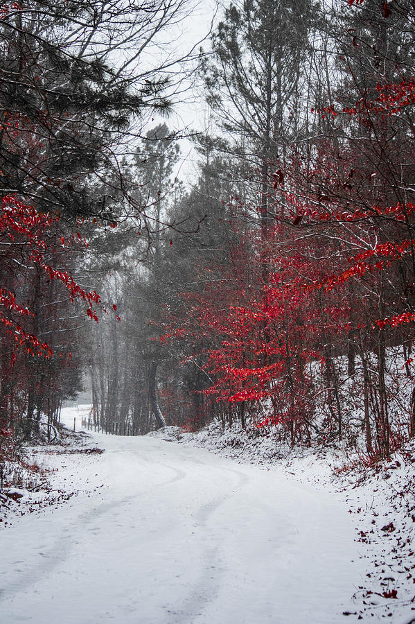 Nature Photograph - Christmas is Coming by Parker Cunningham