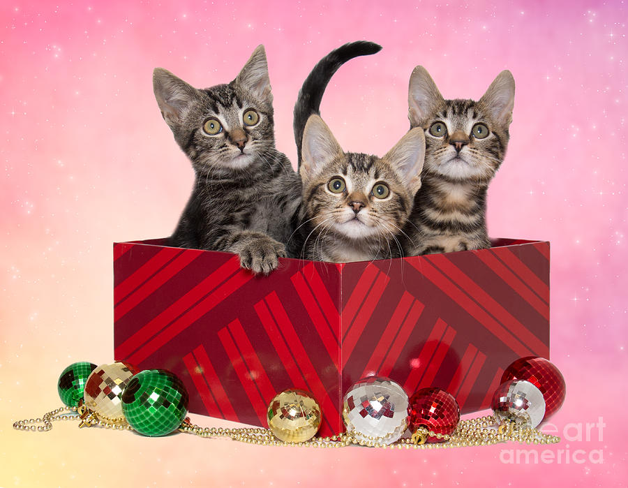 Christmas Kittens Photograph by Mimi Ditchie