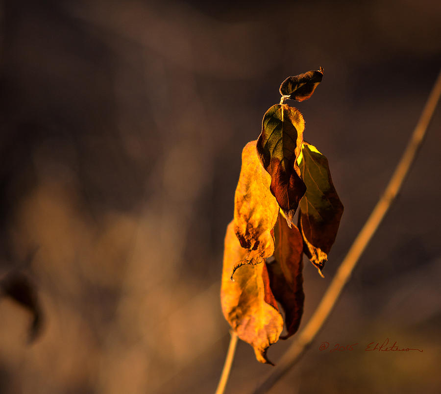 Christmas Leaf Photograph by Ed Peterson