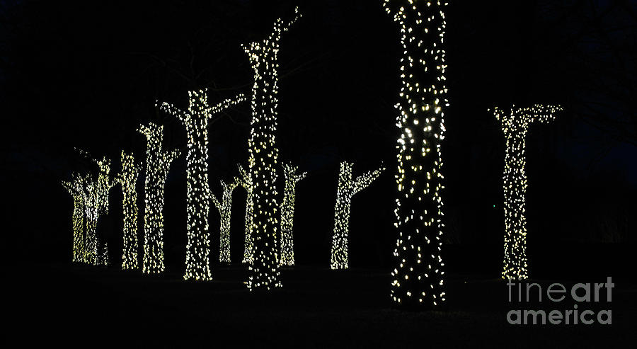 Tree Photograph - Christmas Lights on Trees by Nancy Mueller