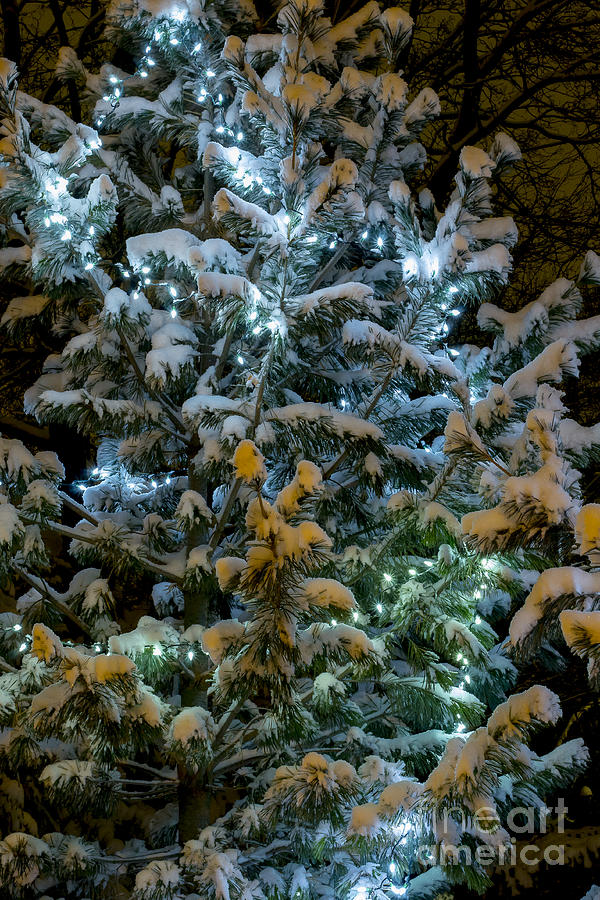 Christmas lights Photograph by Steven Ralser