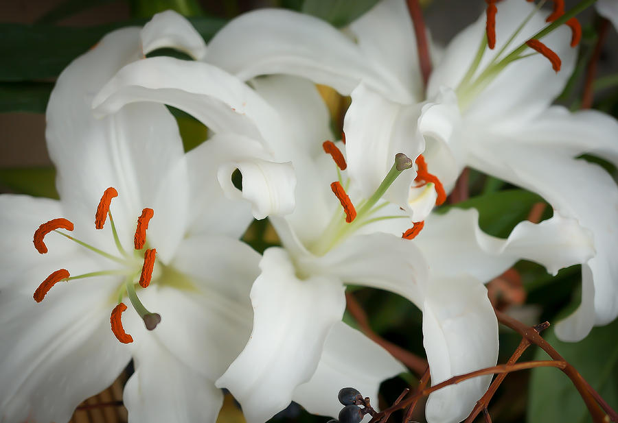 Christmas Lilies Photograph by Ronda Broatch