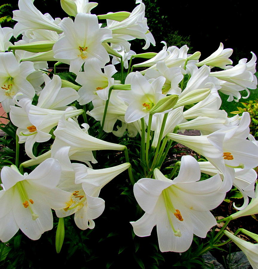 Christmas Lilys Photograph by Joyce Woodhouse | Fine Art America