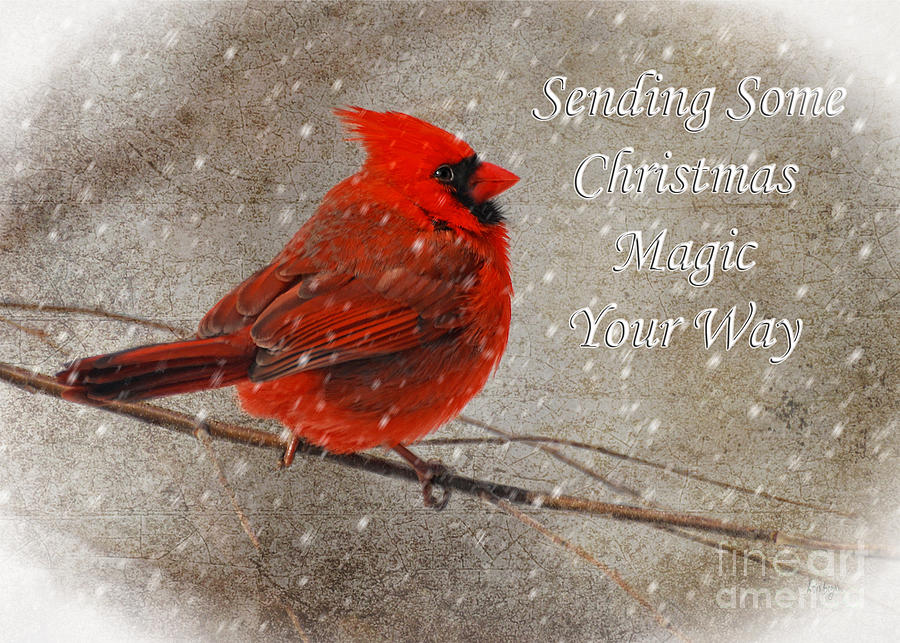 Christmas Magic Cardinal Card Photograph by Lois Bryan