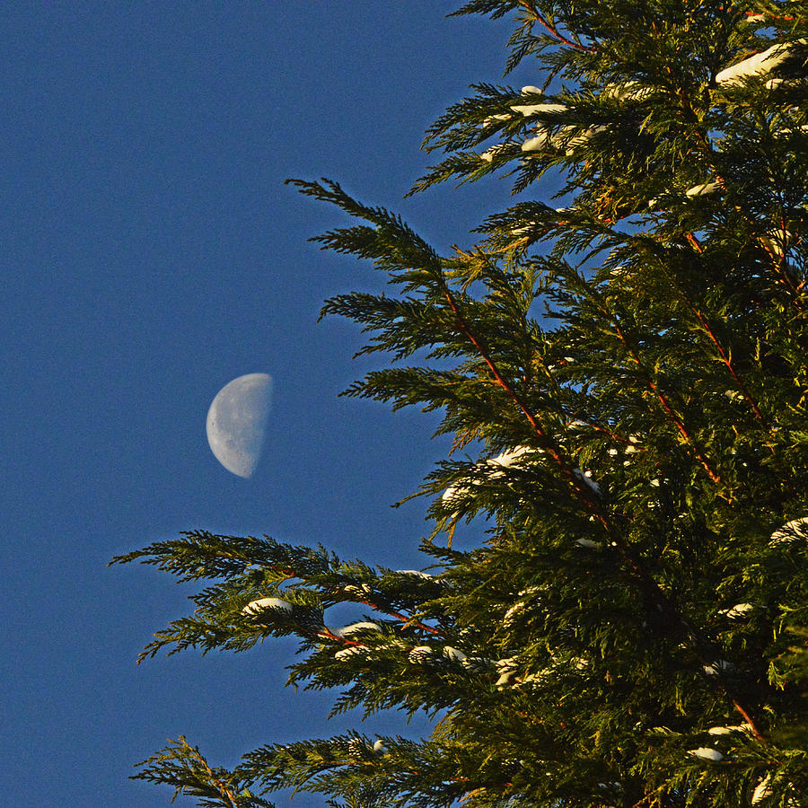 Christmas Moon Tree Photograph by Bill Swartwout