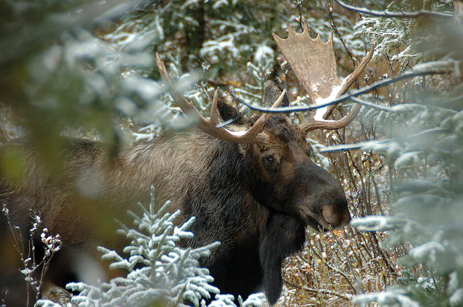 Christmas Moose Photograph by Lee Kirchhevel