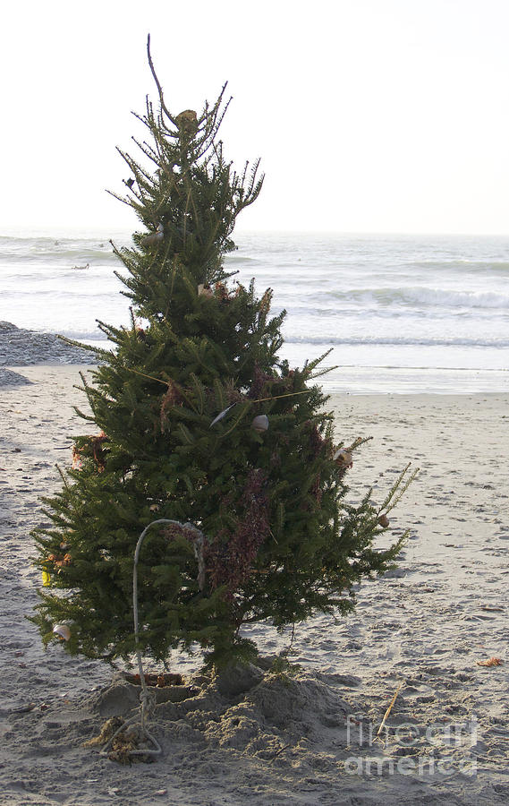 Christmas Tree Photograph - Christmas On The Beach 1 by Mike Mooney Christmas Tree Photograph - Christmas On The Beach 1 by Mike Mooney