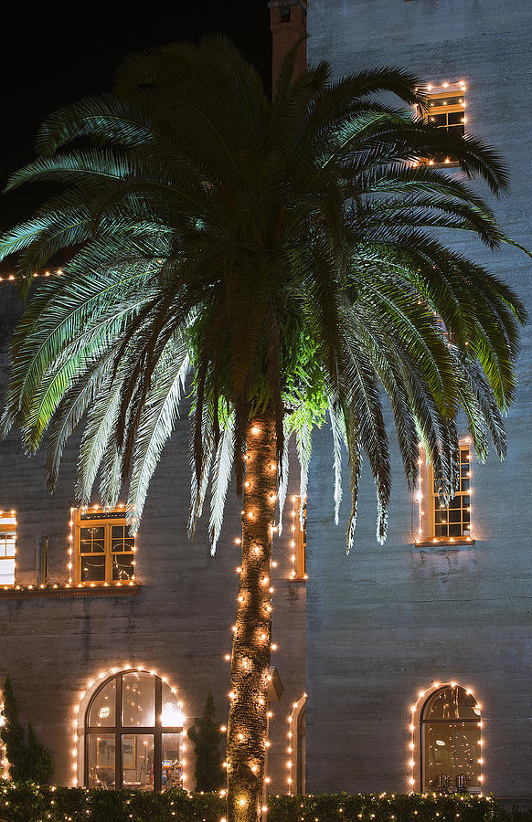 Christmas Palm Photograph by Kenneth Albin