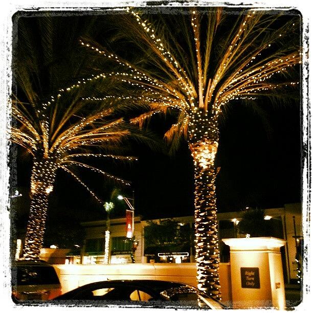 Christmas Palm Trees At The Montage Photograph by Minnie L