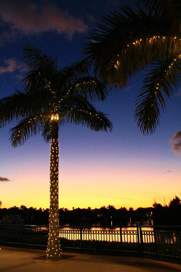 Christmas Palm Trees Photograph by Catie Canetti