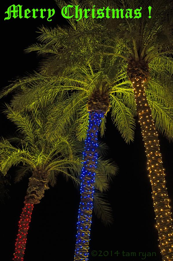 Christmas Palms Message Photograph by Tam Ryan