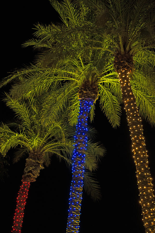 Christmas Palms Photograph by Tam Ryan
