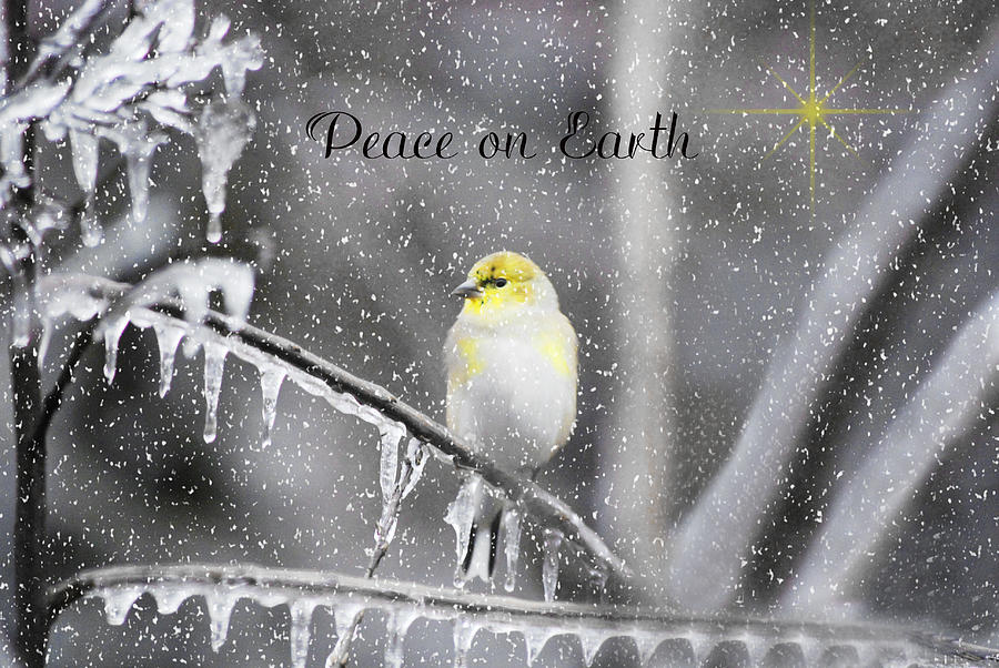 Bird Photograph - Christmas Peace by Linda Segerson