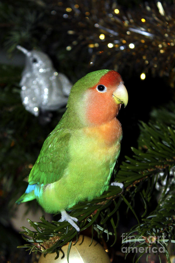 Lovebird Photograph - Christmas Pickle by Terri Waters