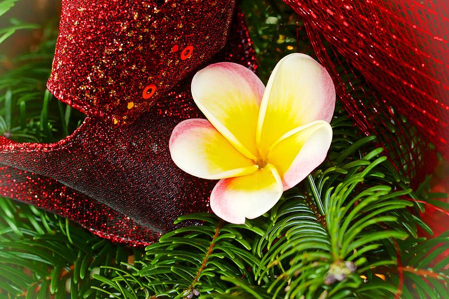 Christmas Plumeria Photograph by Jade Moon