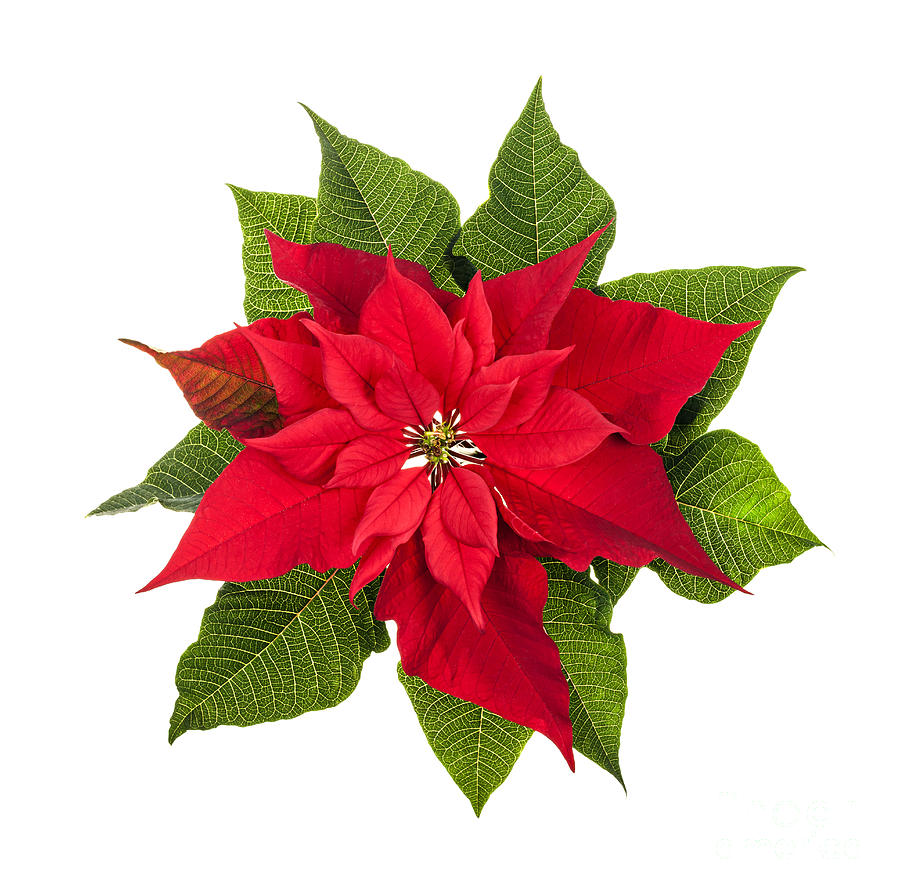 Christmas Photograph - Christmas poinsettia  by Elena Elisseeva