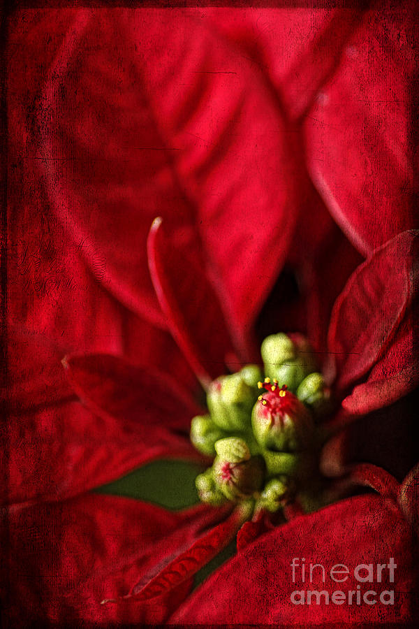 Christmas Poinsettia II Photograph by Darren Fisher