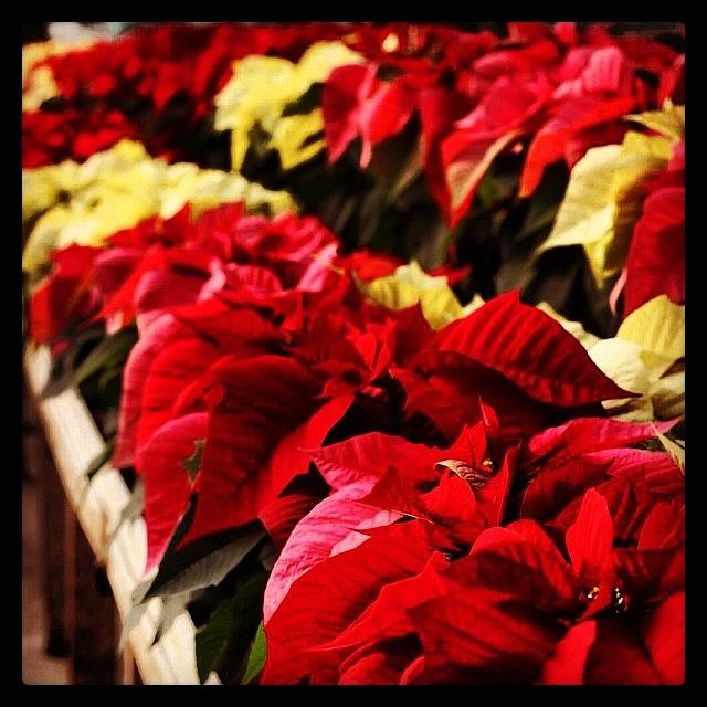 Nature Photograph - #christmas #poinsettia #red #white by Melissa Mariani