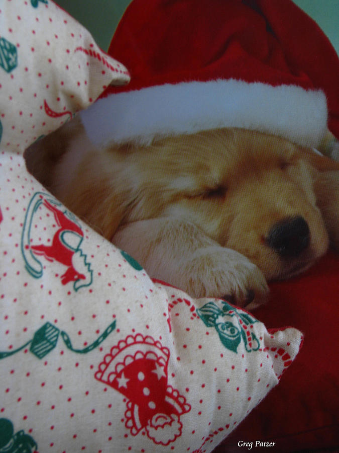Patzer Photograph - Christmas Pup by Greg Patzer