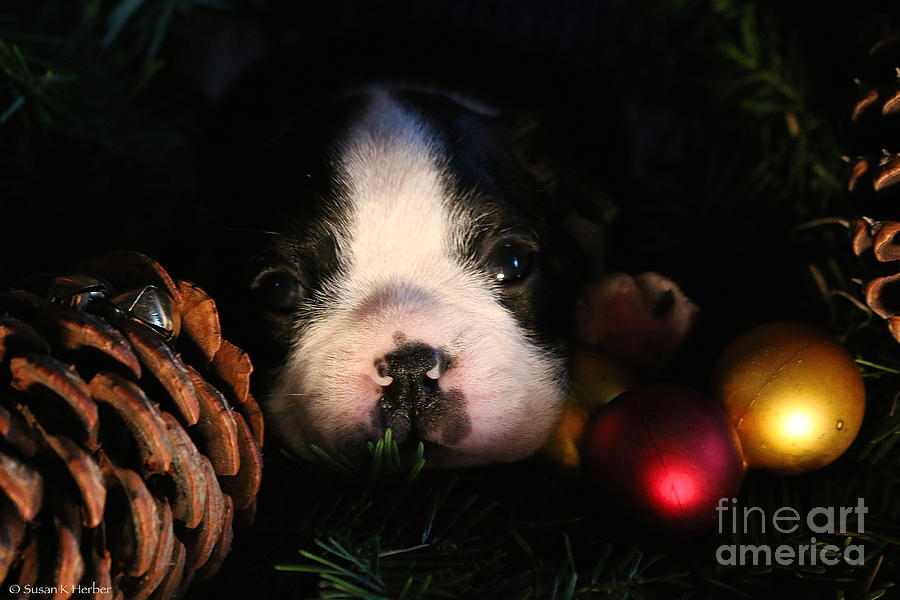 Animal Photograph - Christmas Puppy by Susan Herber