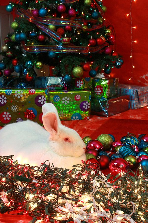 Christmas Rabbit Photograph by Amanda Stadther