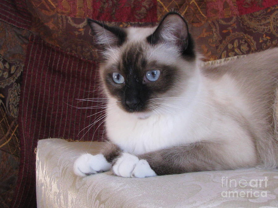 Christmas Ragdoll Kitten Cat Photograph by Pamela Benham - Fine Art America