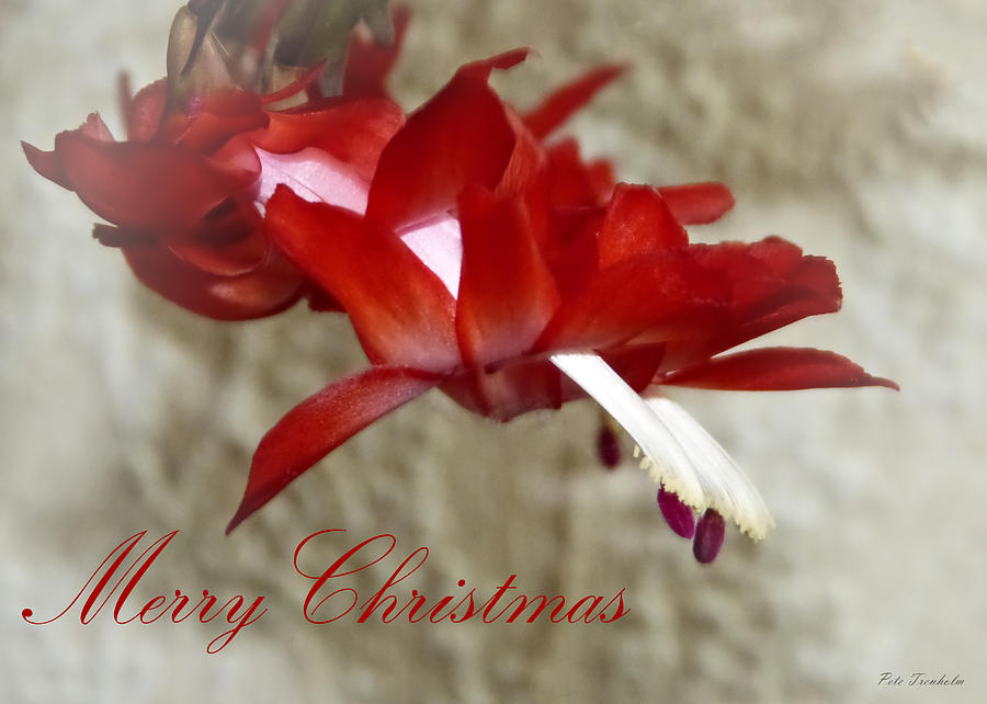 Christmas Red Beauty Card Photograph by Pete Trenholm