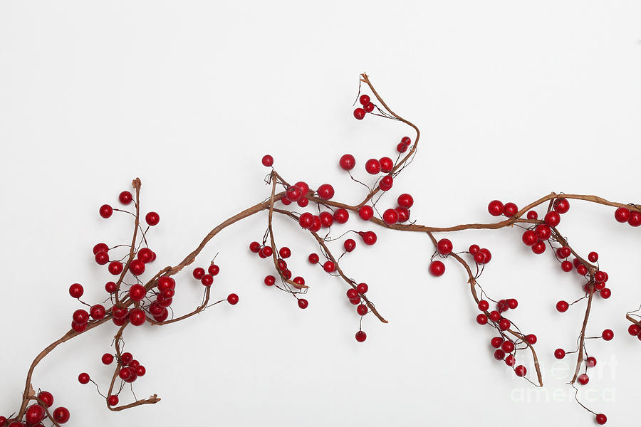 Christmas Red Berry Decoration Photograph by Diane Macdonald