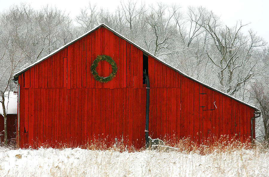 Christmas Red Photograph by Clare VanderVeen