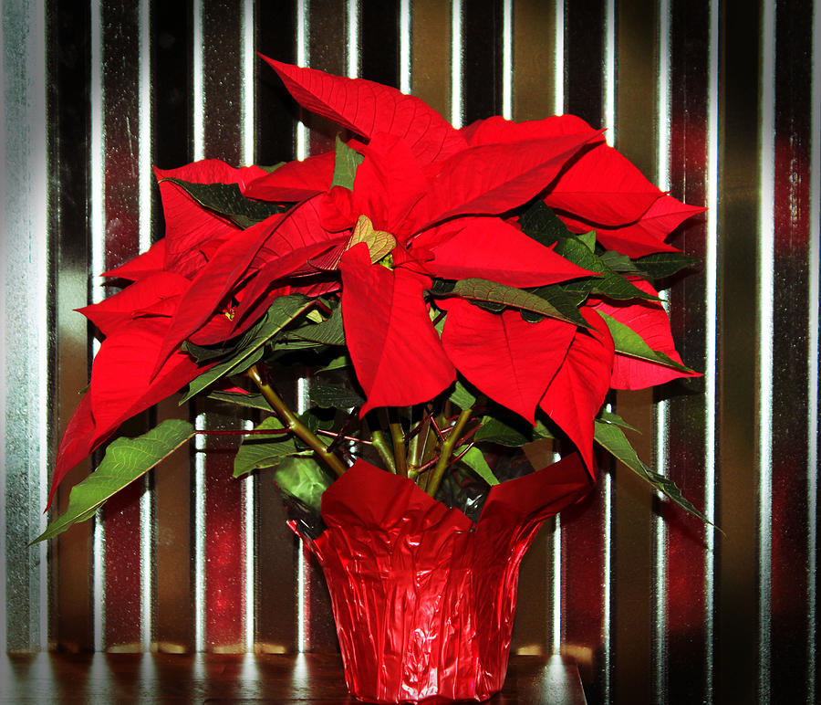 Christmas Photograph - Christmas Red Poinsettia by Cynthia Guinn