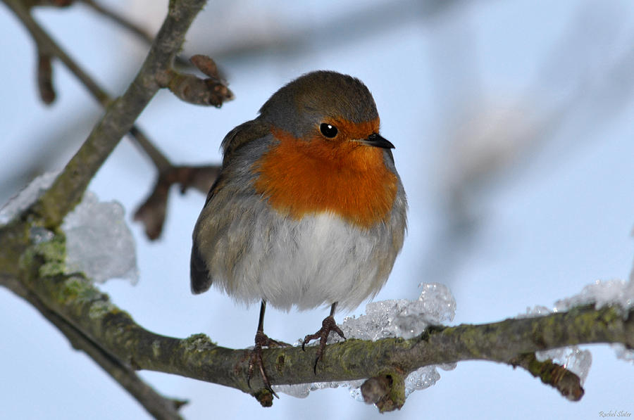 Christmas robin Photograph by Rachel Slater - Fine Art America