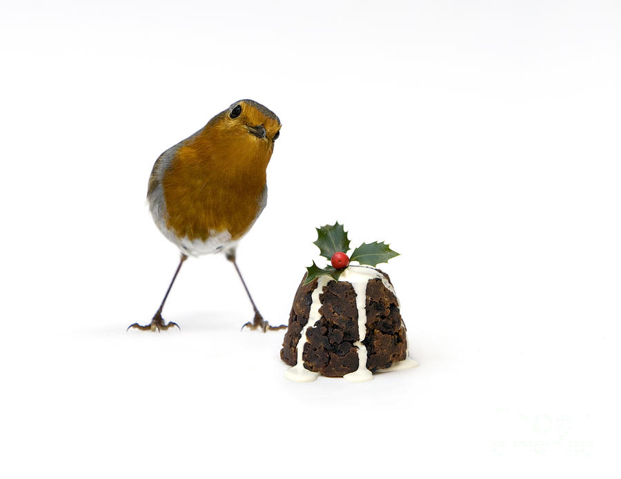 Christmas Photograph - Christmas Robin by Tim Gainey