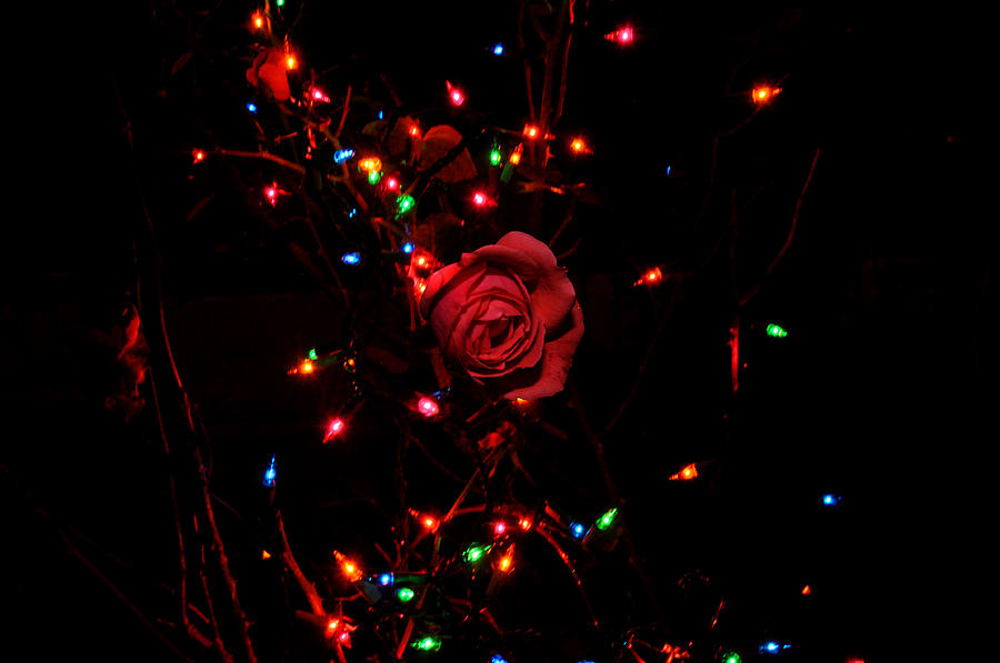 Christmas Rose Photograph by Diane Lent