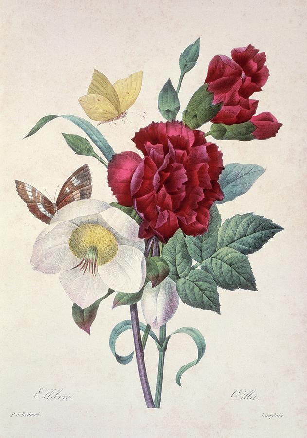 Christmas Rose Helleborus Niger Photograph by Natural History Museum, London/science Photo Library